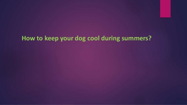 How to keep your dog cool during summers?
 