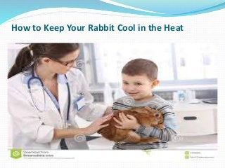 How to Keep Your Rabbit Cool in the Heat
 