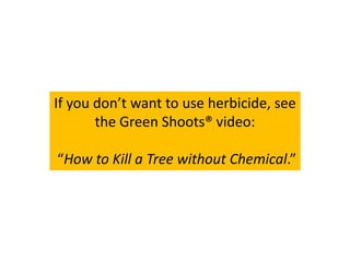 If you don’t want to use herbicide, see
the Green Shoots® video:
“How to Kill a Tree without Chemical.”
 