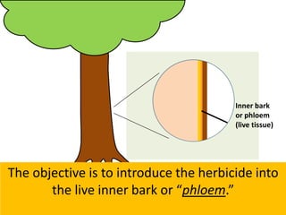 Inner bark
or phloem
(live tissue)
The objective is to introduce the herbicide into
the live inner bark or “phloem.”
 