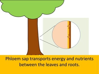 Phloem sap transports energy and nutrients
between the leaves and roots.
 