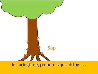 In springtime, phloem sap is rising . . .
Sap
 
