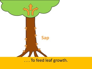 . . . To feed leaf growth.
Sap
 