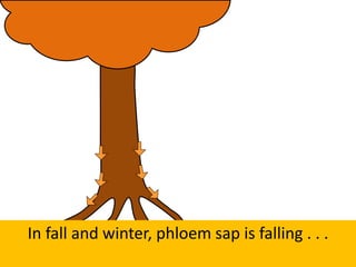 In fall and winter, phloem sap is falling . . .
 