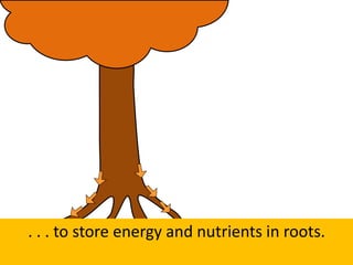 . . . to store energy and nutrients in roots.
 