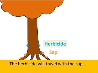 The herbicide will travel with the sap. . .
Herbicide
Sap
 