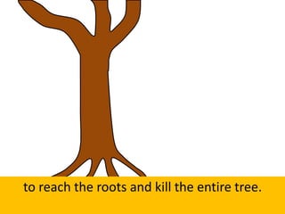 to reach the roots and kill the entire tree.
 