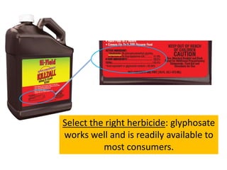 Select the right herbicide: glyphosate
works well and is readily available to
most consumers.
 