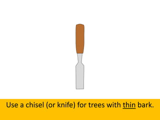 Use a chisel (or knife) for trees with thin bark.
 