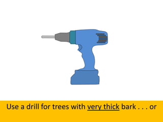 Use a drill for trees with very thick bark . . . or
 
