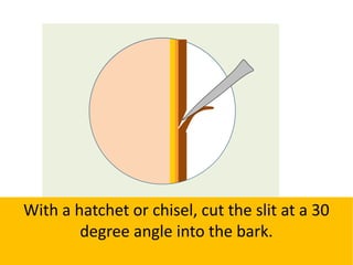 With a hatchet or chisel, cut the slit at a 30
degree angle into the bark.
 