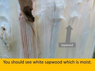 Sapwood
You should see white sapwood which is moist.
 