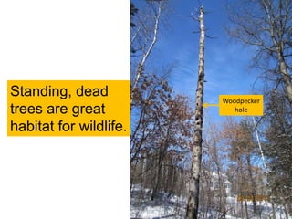 4
Standing, dead
trees are great
habitat for wildlife.
Woodpecker
hole
 