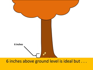 6 inches above ground level is ideal but . . .
6 inches
 