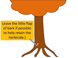 Leave the little flap
of bark if possible
to help retain the
herbicide.)
 