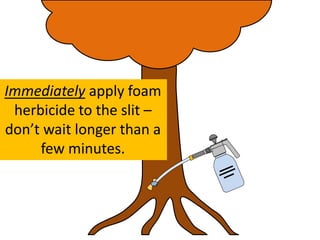 Immediately apply foam
herbicide to the slit –
don’t wait longer than a
few minutes.
 