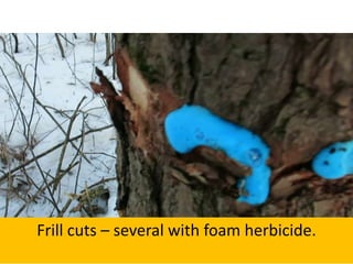 Frill cuts – several with foam herbicide.
 