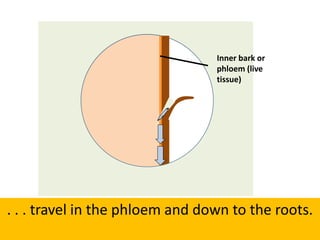 . . . travel in the phloem and down to the roots.
Inner bark or
phloem (live
tissue)
 