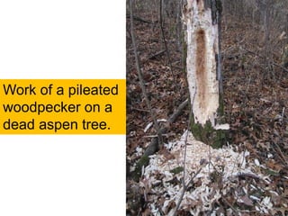 Work of a pileated
woodpecker on a
dead aspen tree.
 