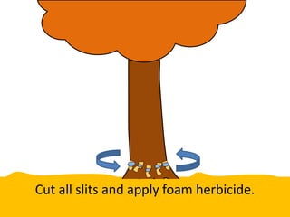 Cut all slits and apply foam herbicide.
 