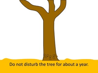 Do not disturb the tree for about a year.
 