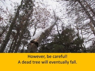 However, be careful!
A dead tree will eventually fall.
 
