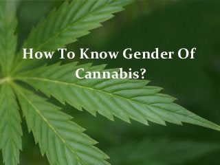 How To Know Gender Of
Cannabis?

 