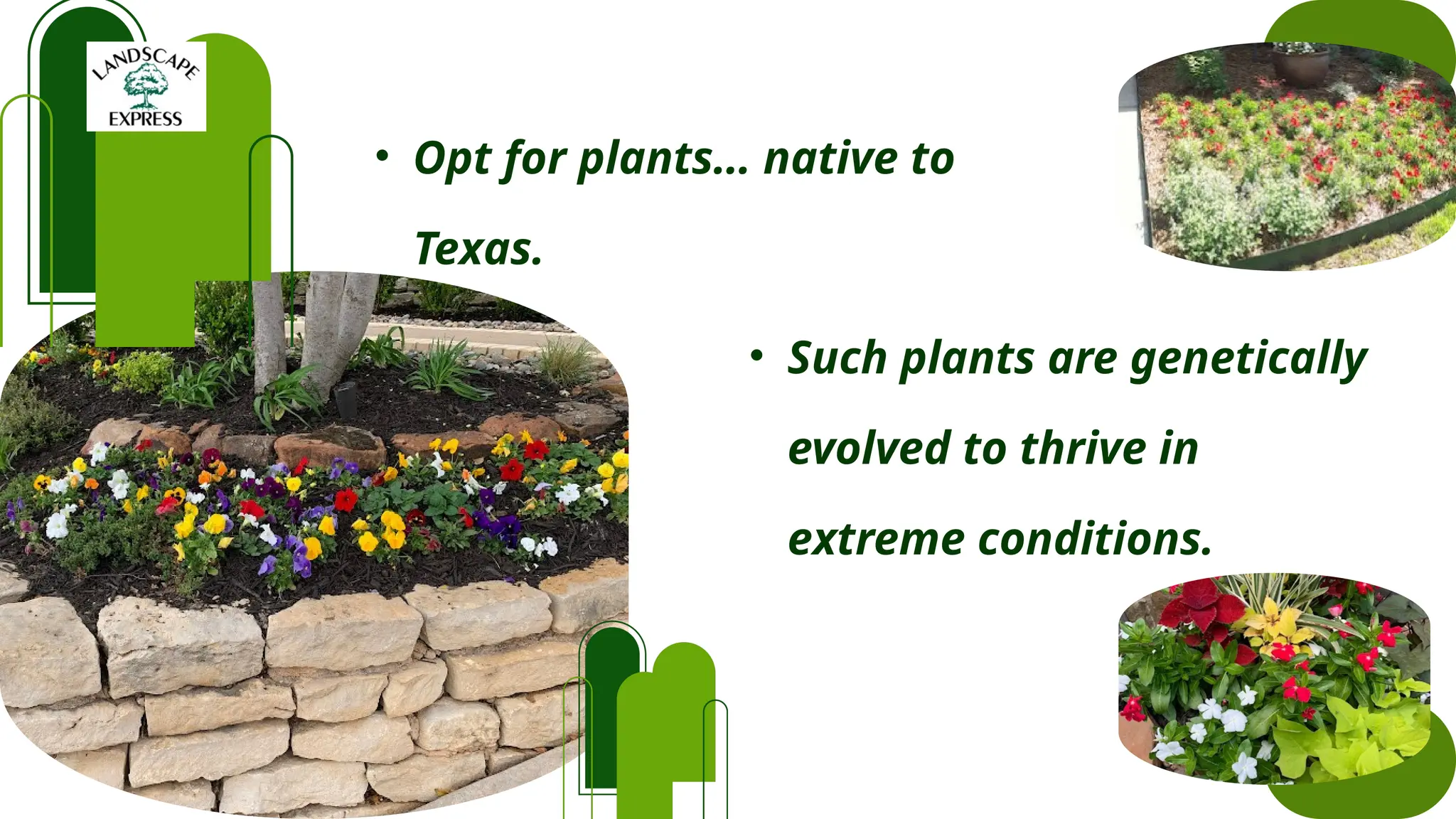 • Opt for plants… native to
Texas.
• Such plants are genetically
evolved to thrive in
extreme conditions.
 