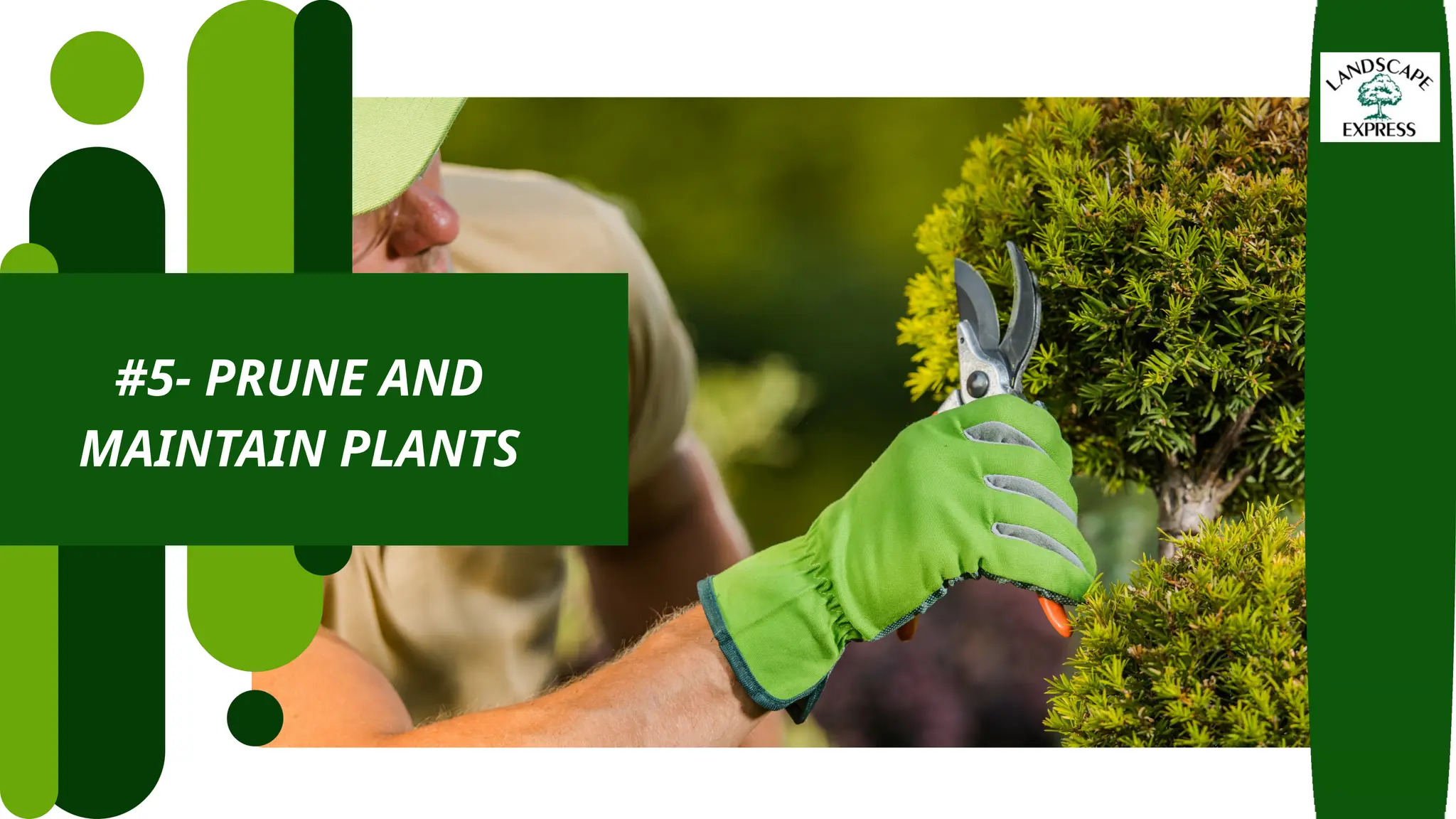 #5- PRUNE AND
MAINTAIN PLANTS
 