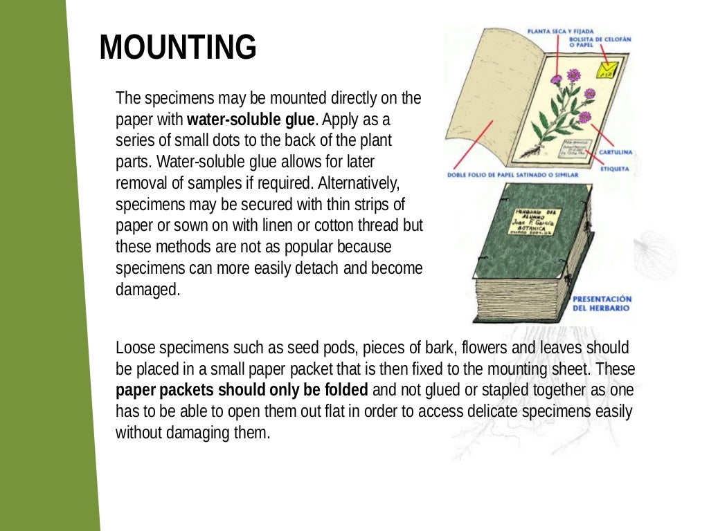 How to make a herbarium