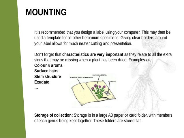 How to make a herbarium