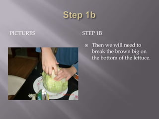PICTURES   STEP 1B

              Then we will need to
               break the brown big on
               the bottom of the lettuce.
 