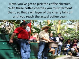 Next, you’ve got to pick the coffee cherries.
With these coffee cherries you must ferment
them, so that each layer of the cherry falls off
   until you reach the actual coffee bean.
 
