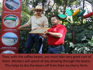Then, with the coffee beans, you must take very good care of
them. Workers will spend all day plowing through the beans.
  This helps to dry the beans off from their ex-cherry form.
 