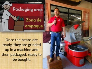 Once the beans are
 ready, they are grinded
   up in a machine and
then packaged, ready to
        be bought.
 