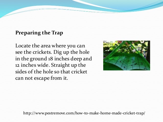 How to make home made cricket trap