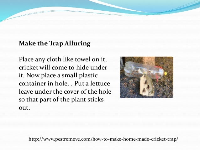How to make home made cricket trap