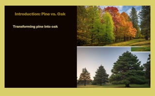 Introduction: Pine vs. Oak
Transforming pine into oak
 
