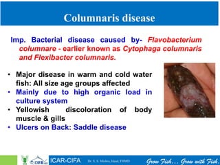 How to manage disease problems in fish culture jan 21 | PDF
