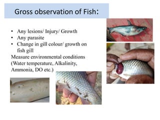 How to manage disease problems in fish culture jan 21 | PDF