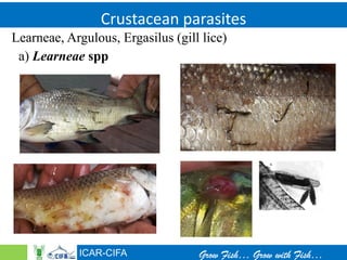 How to manage disease problems in fish culture jan 21 | PDF