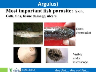 How to manage disease problems in fish culture jan 21 | PDF