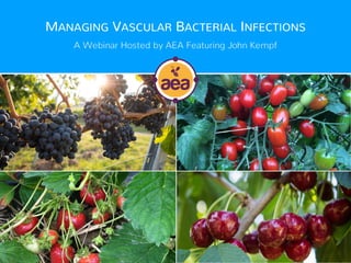 MANAGING VASCULAR BACTERIAL INFECTIONS
A Webinar Hosted by AEA Featuring John Kempf
 