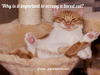 Why is it important to occupy a bored cat?
(I mean… look at how adorable!)
 