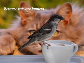 Because cats are hunters...
 