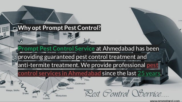 How to opt pest control service for your home or apartment