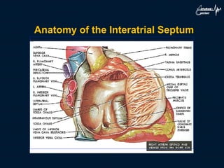 Anatomy of the Interatrial Septum
 
