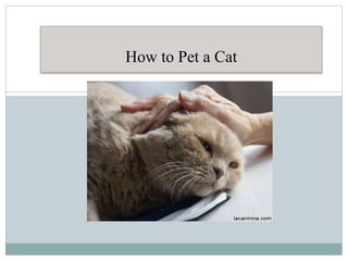 How to Pet a Cat
 