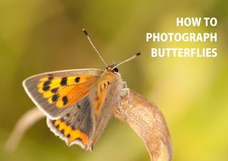 HOW TO
PHOTOGRAPH
 BUTTERFLIES
 