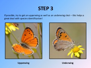 STEP 3
If possible, try to get an upperwing as well as an underwing shot – this helps a
great deal with species identifica...